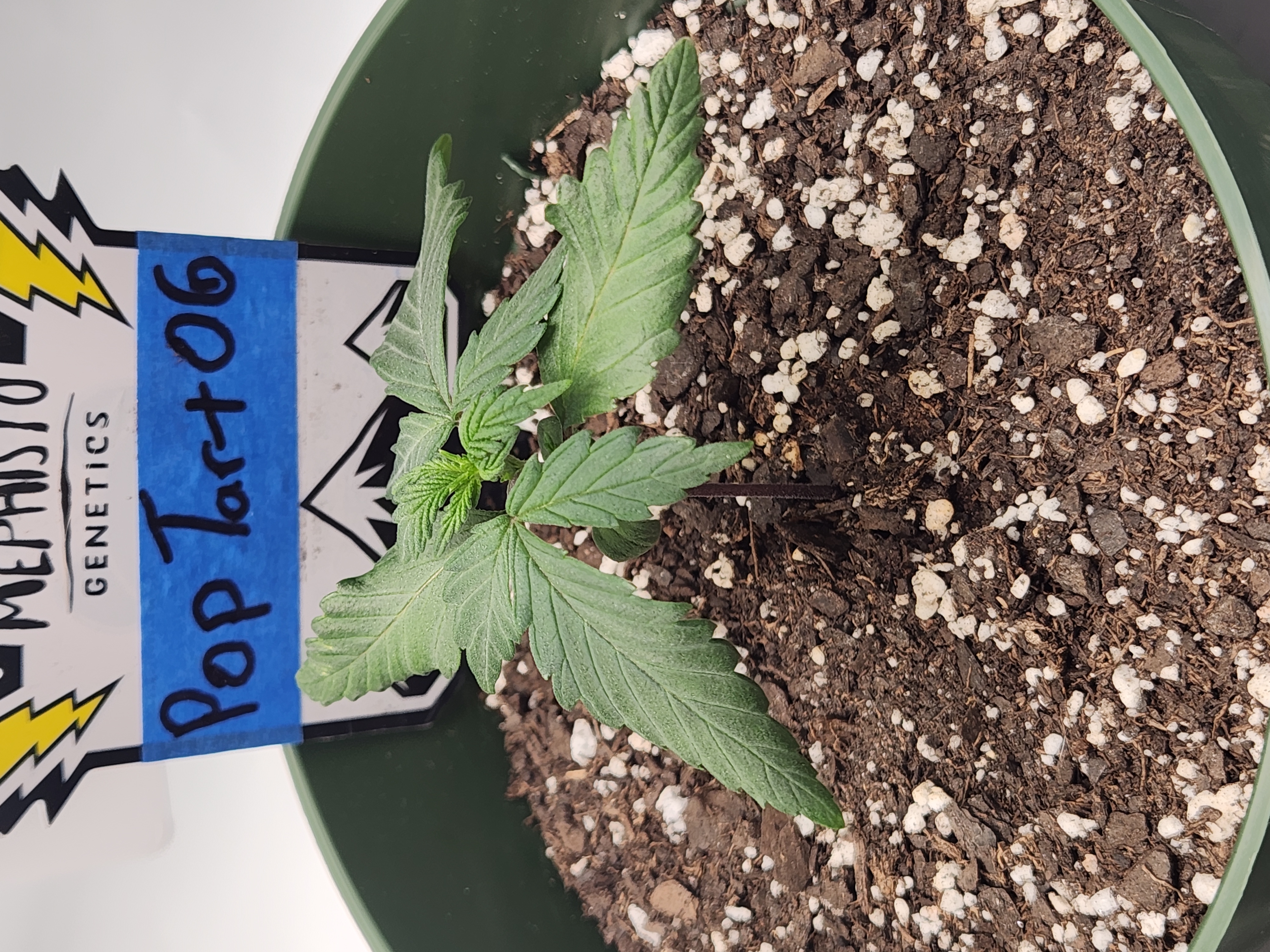 Mephisto Schoolyard Crush Grow-Pop tart OG and Apple Crush — seedling_rooting, day 24