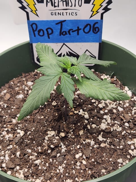 Mephisto Schoolyard Crush Grow-Pop tart OG and Apple Crush — seedling_rooting, day 24