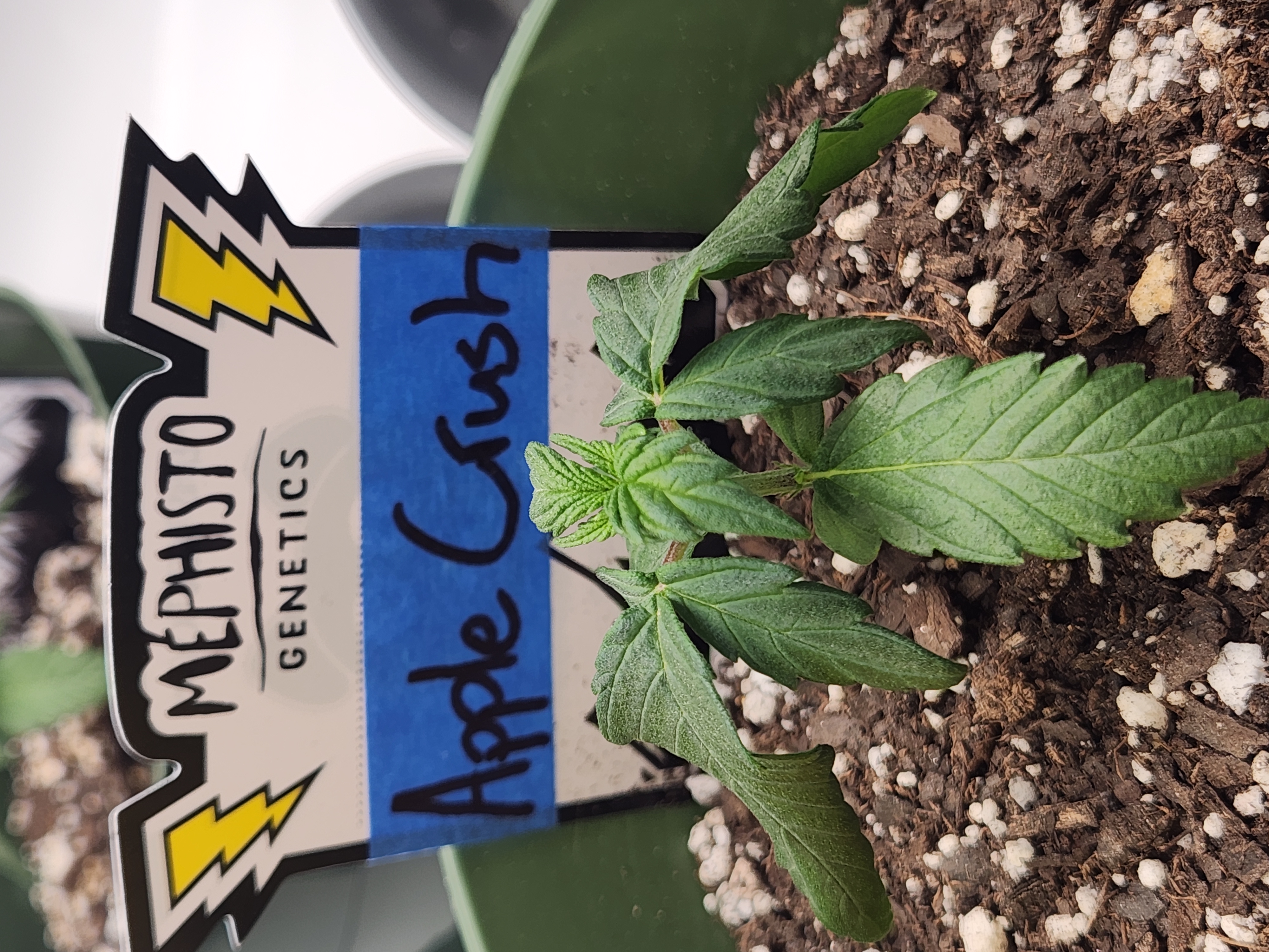 Mephisto Schoolyard Crush Grow-Pop tart OG and Apple Crush — seedling_rooting, day 24