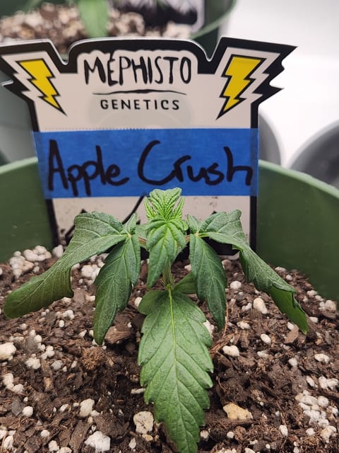 Mephisto Schoolyard Crush Grow-Pop tart OG and Apple Crush — seedling_rooting, day 24