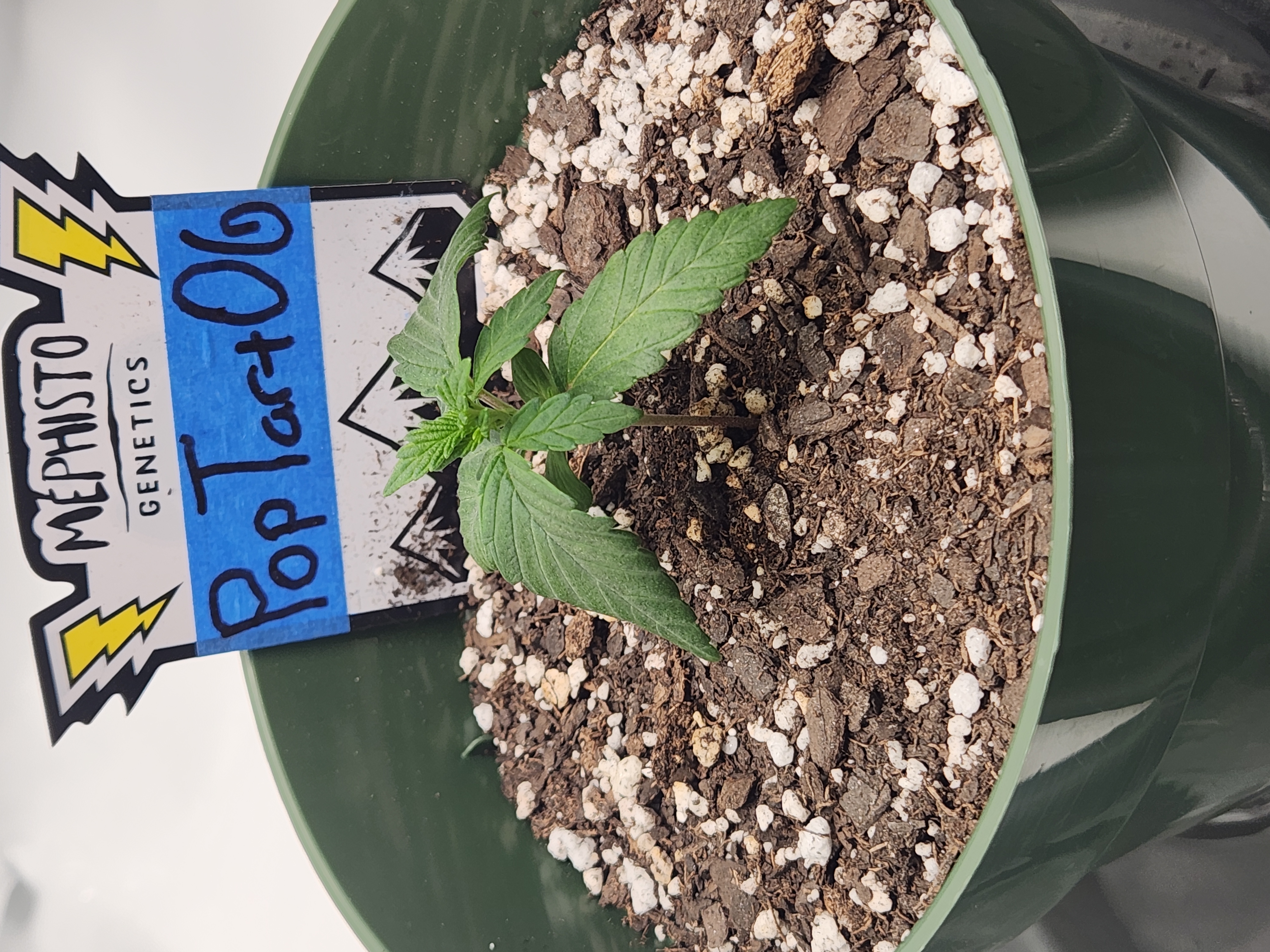 Mephisto Schoolyard Crush Grow-Pop tart OG and Apple Crush — seedling_rooting, day 24
