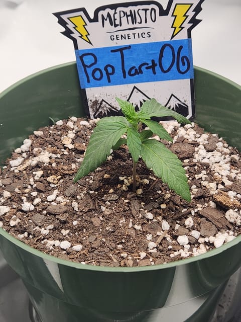Mephisto Schoolyard Crush Grow-Pop tart OG and Apple Crush — seedling_rooting, day 24