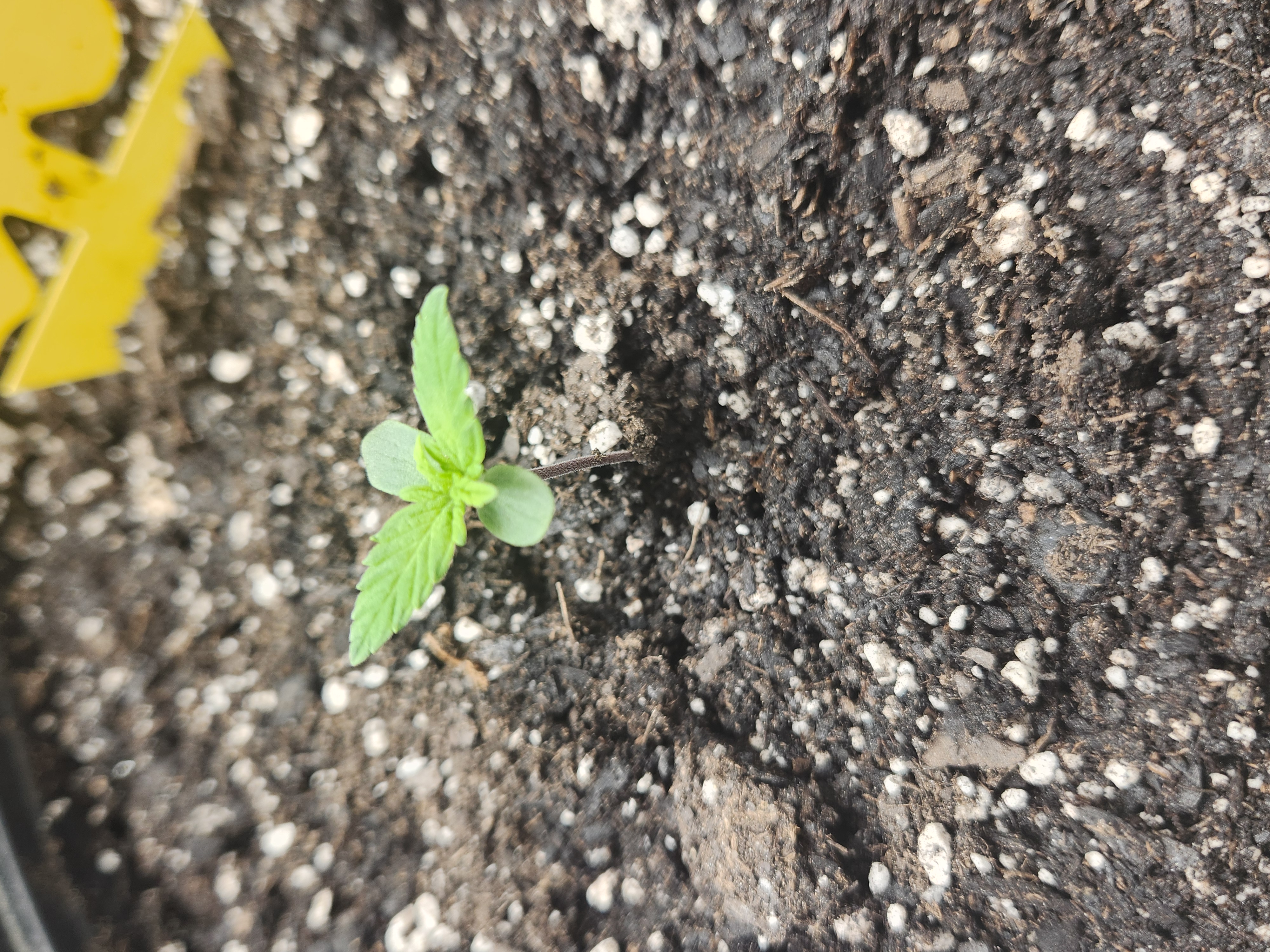 Mephisto Apple Crush in Nature's Living Soil  — seedling_rooting, day 11