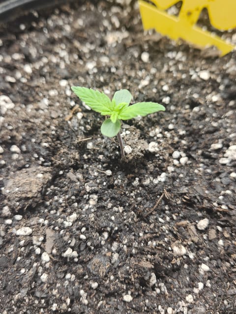 Mephisto Apple Crush in Nature's Living Soil — seedling_rooting, day 11
