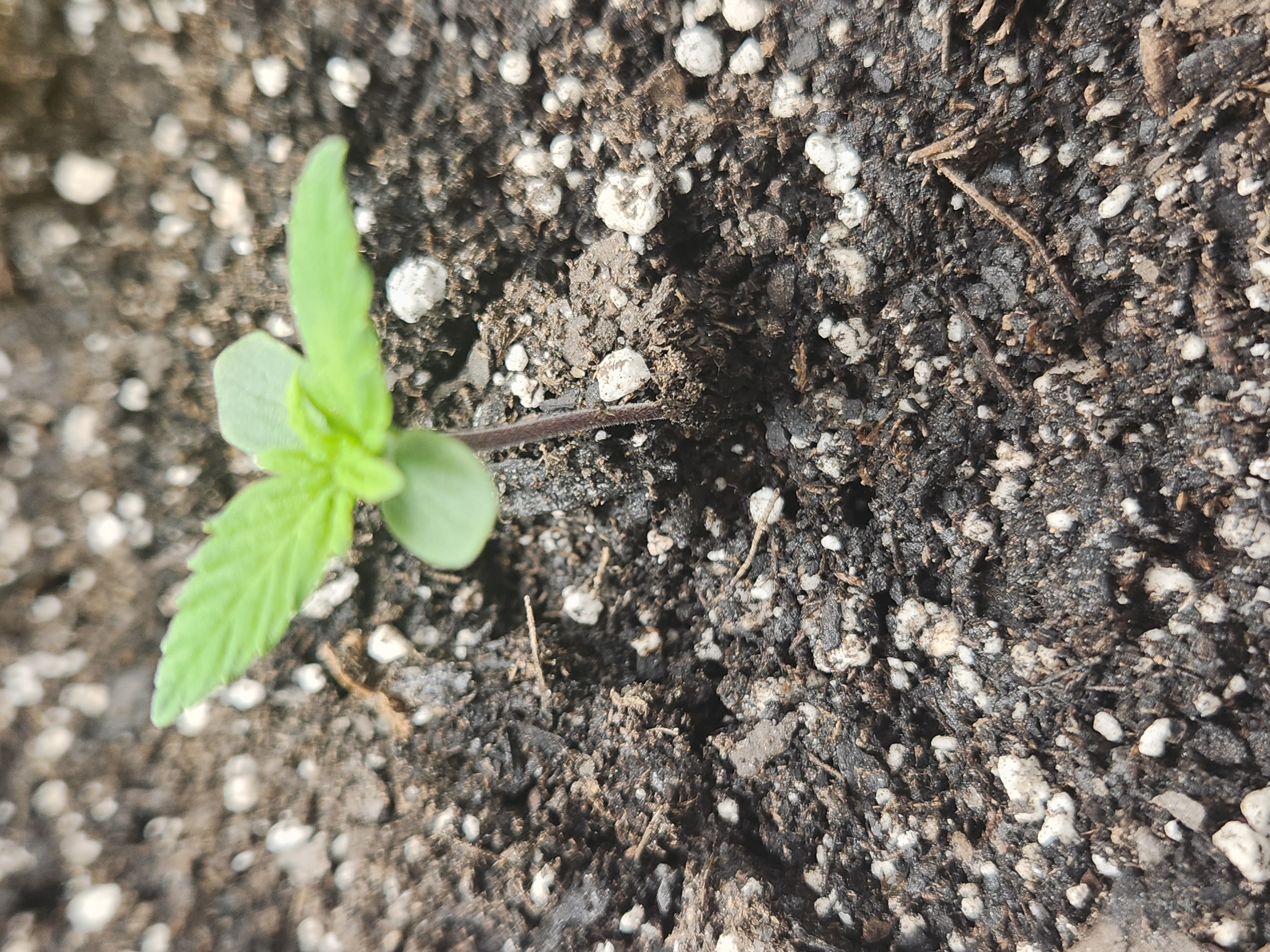Mephisto Apple Crush in Nature's Living Soil  — seedling_rooting, day 11