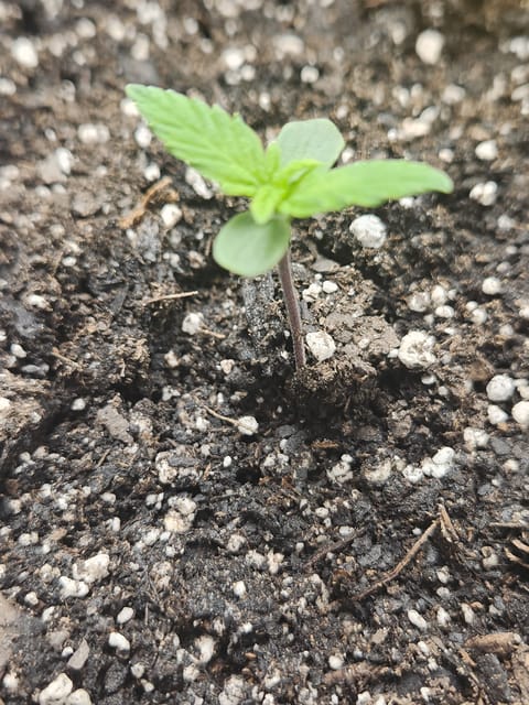 Mephisto Apple Crush in Nature's Living Soil — seedling_rooting, day 11