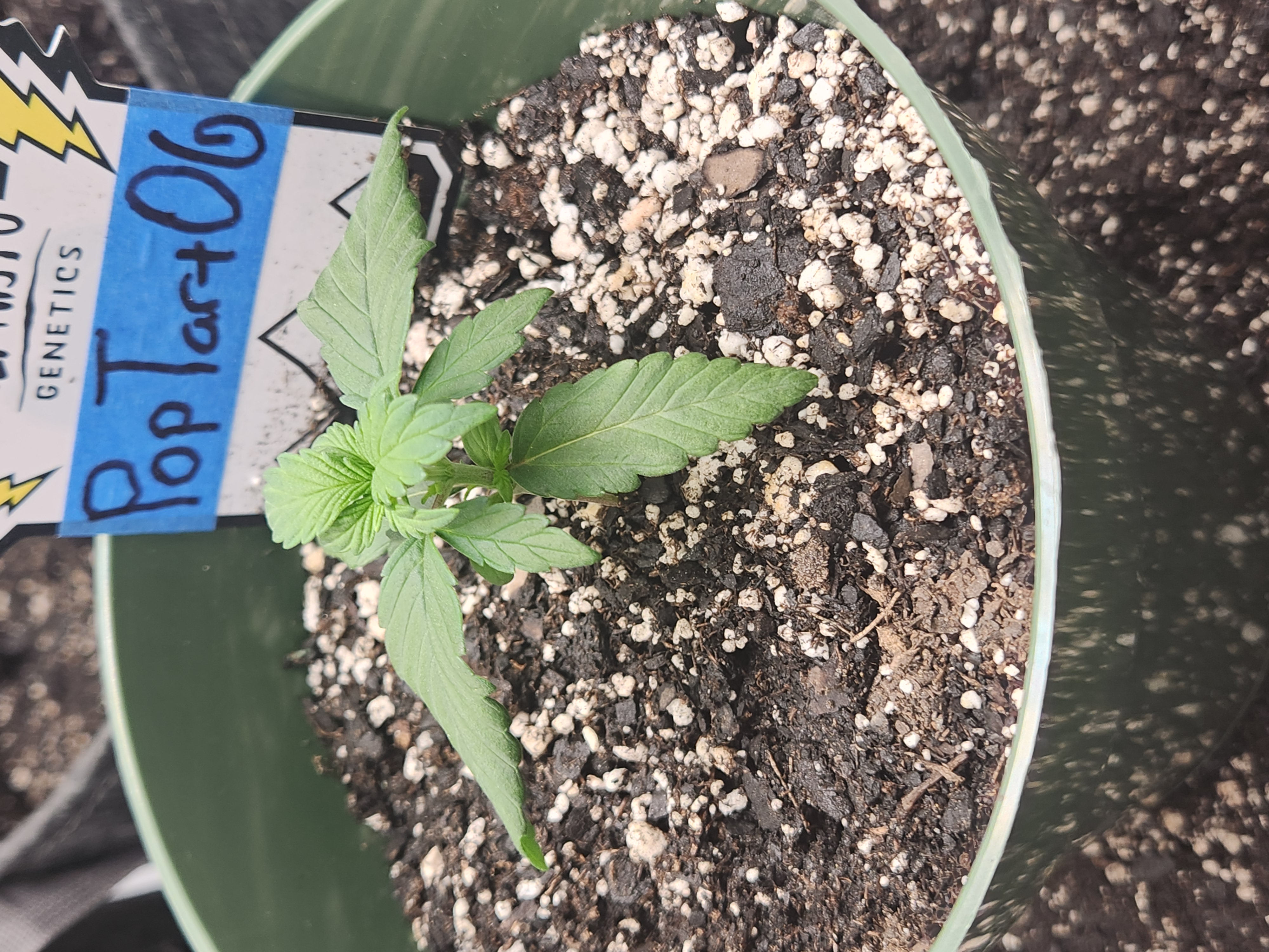 Mephisto Schoolyard Crush Grow-Pop tart OG and Apple Crush — seedling_rooting, day 26