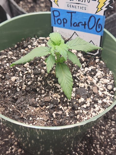 Mephisto Schoolyard Crush Grow-Pop tart OG and Apple Crush — seedling_rooting, day 26