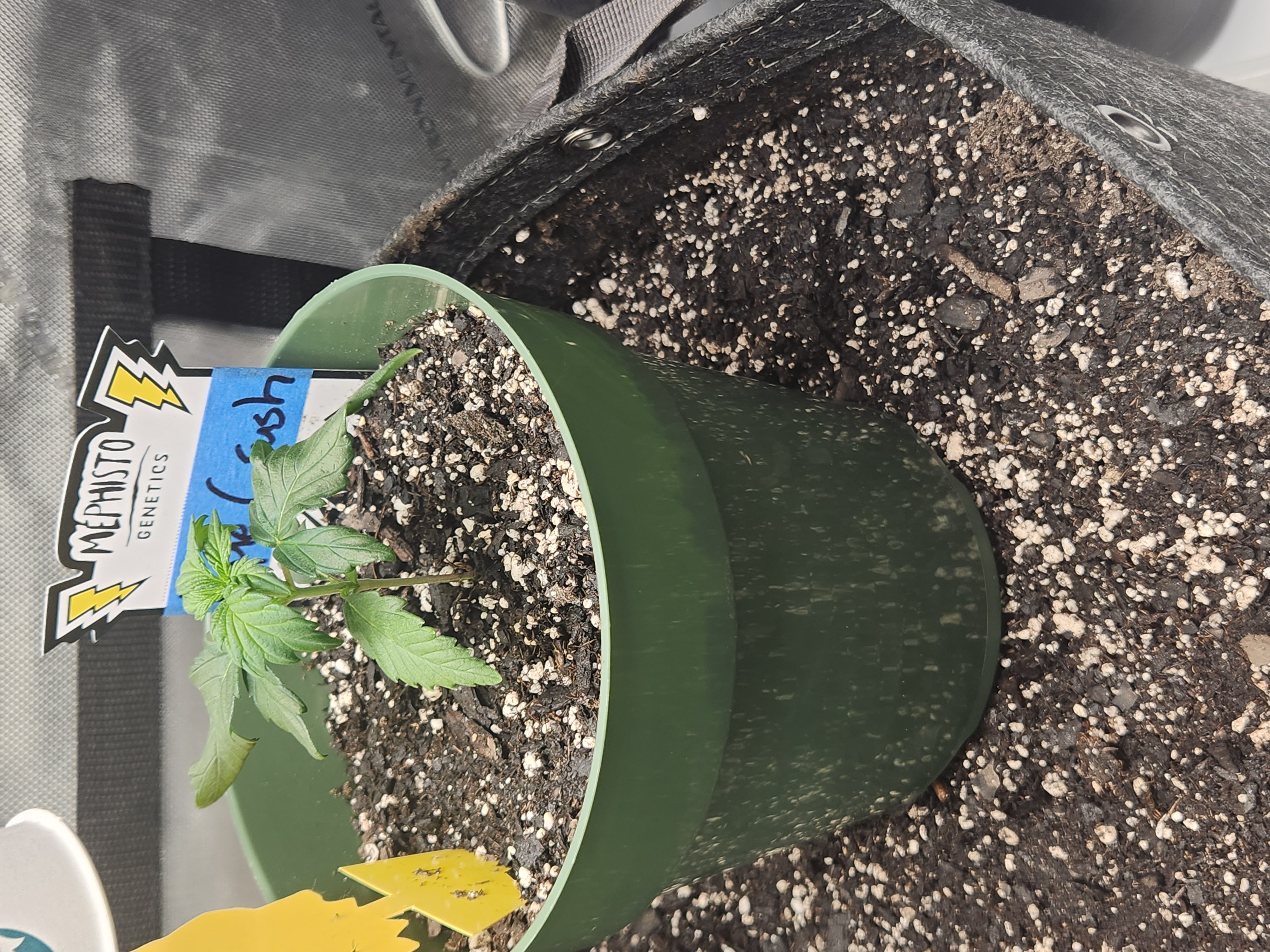 Mephisto Schoolyard Crush Grow-Pop tart OG and Apple Crush — seedling_rooting, day 26