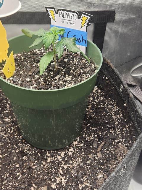Mephisto Schoolyard Crush Grow-Pop tart OG and Apple Crush — seedling_rooting, day 26