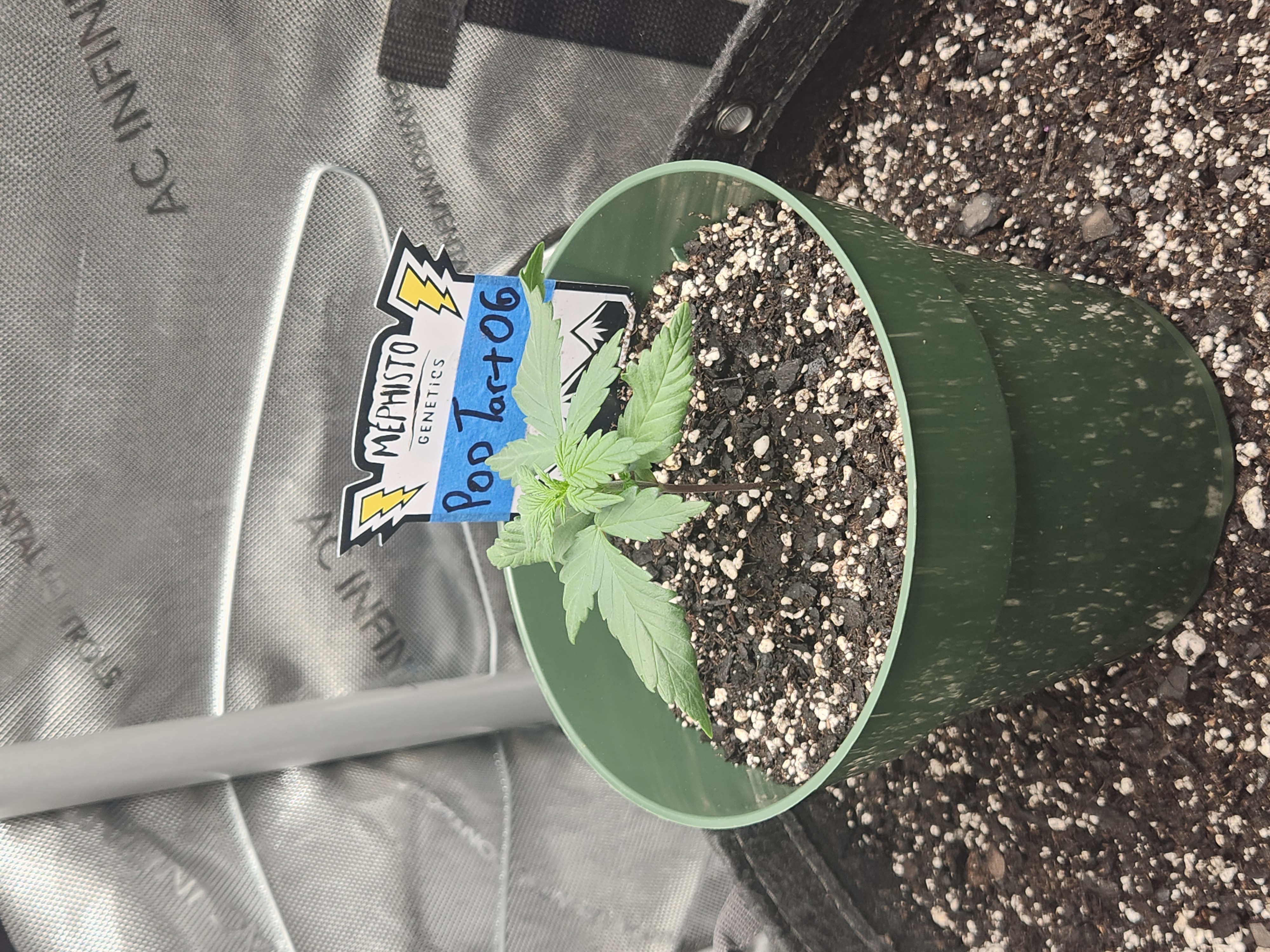 Mephisto Schoolyard Crush Grow-Pop tart OG and Apple Crush — seedling_rooting, day 26