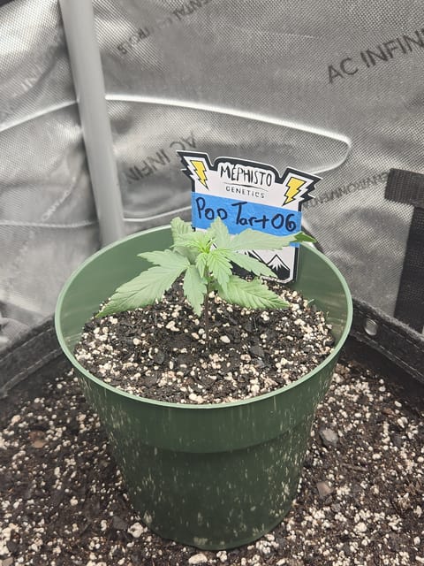 Mephisto Schoolyard Crush Grow-Pop tart OG and Apple Crush — seedling_rooting, day 26