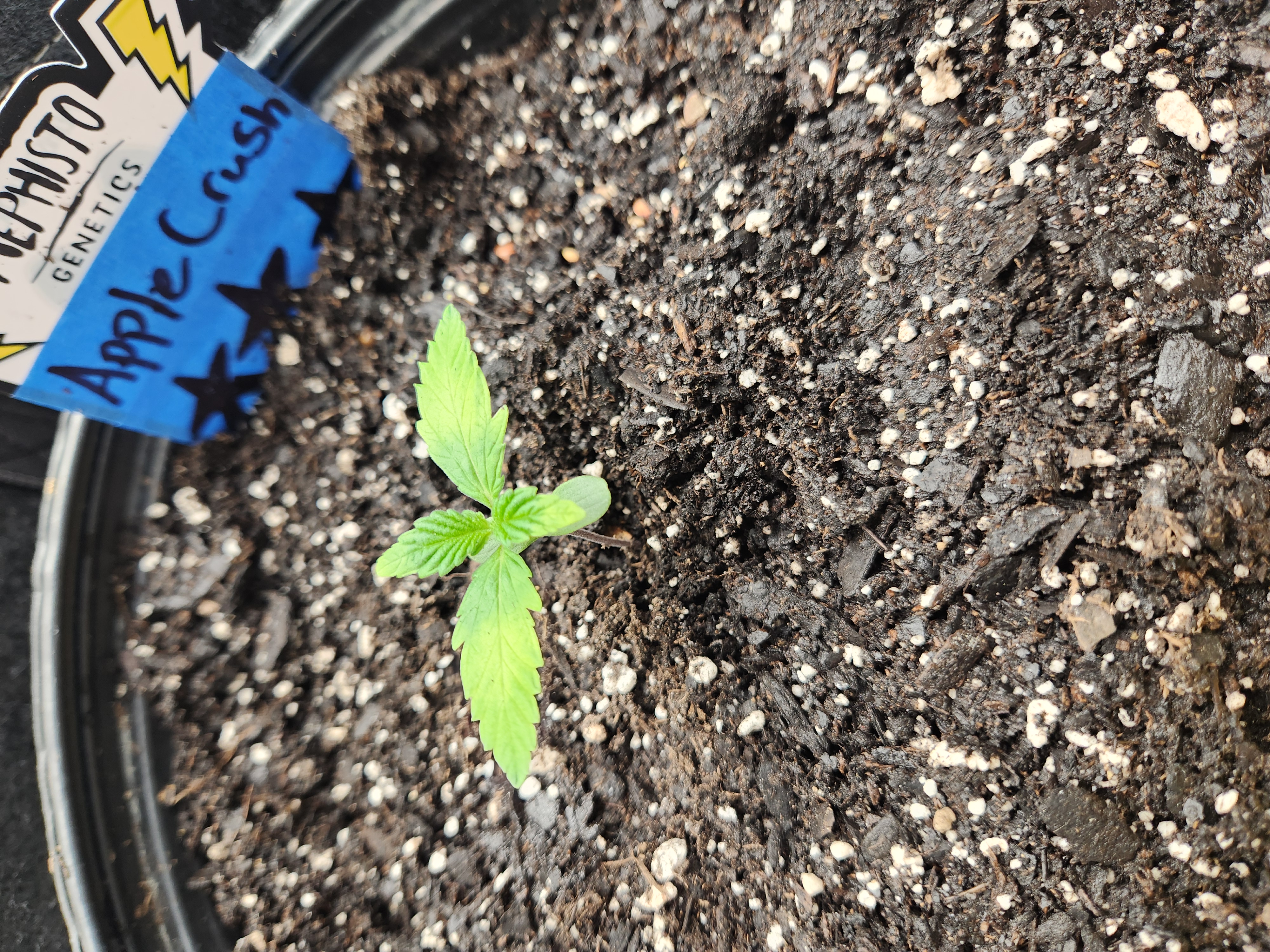 Mephisto Apple Crush in Nature's Living Soil  — seedling_rooting, day 14