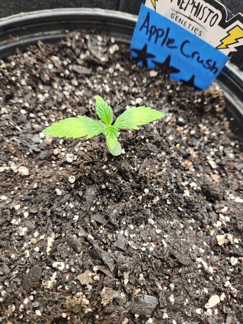 Mephisto Apple Crush in Nature's Living Soil — seedling_rooting, day 14
