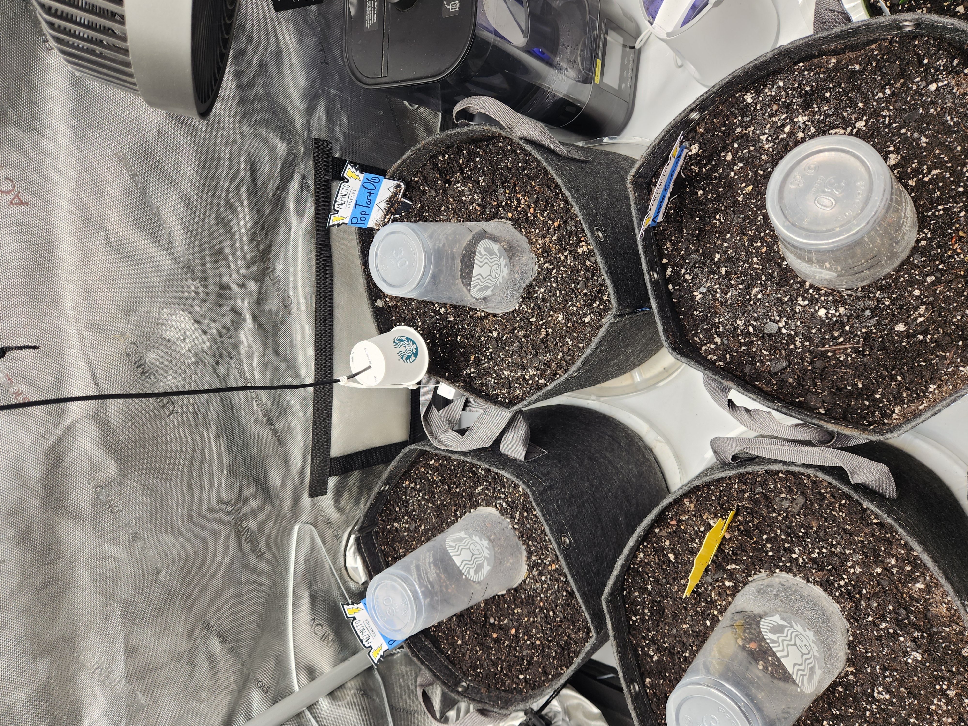 Mephisto Apple Crush and Pop tart OG in Nature's Living Soil. 