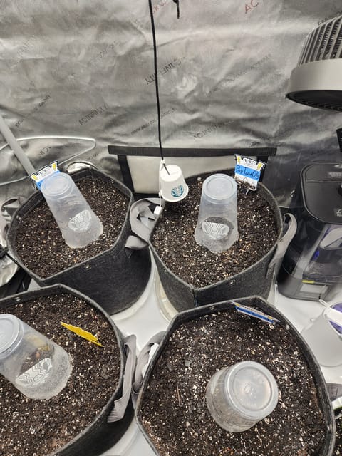 Mephisto Apple Crush and Pop tart OG in Nature's Living Soil. — seedling_rooting, day 1