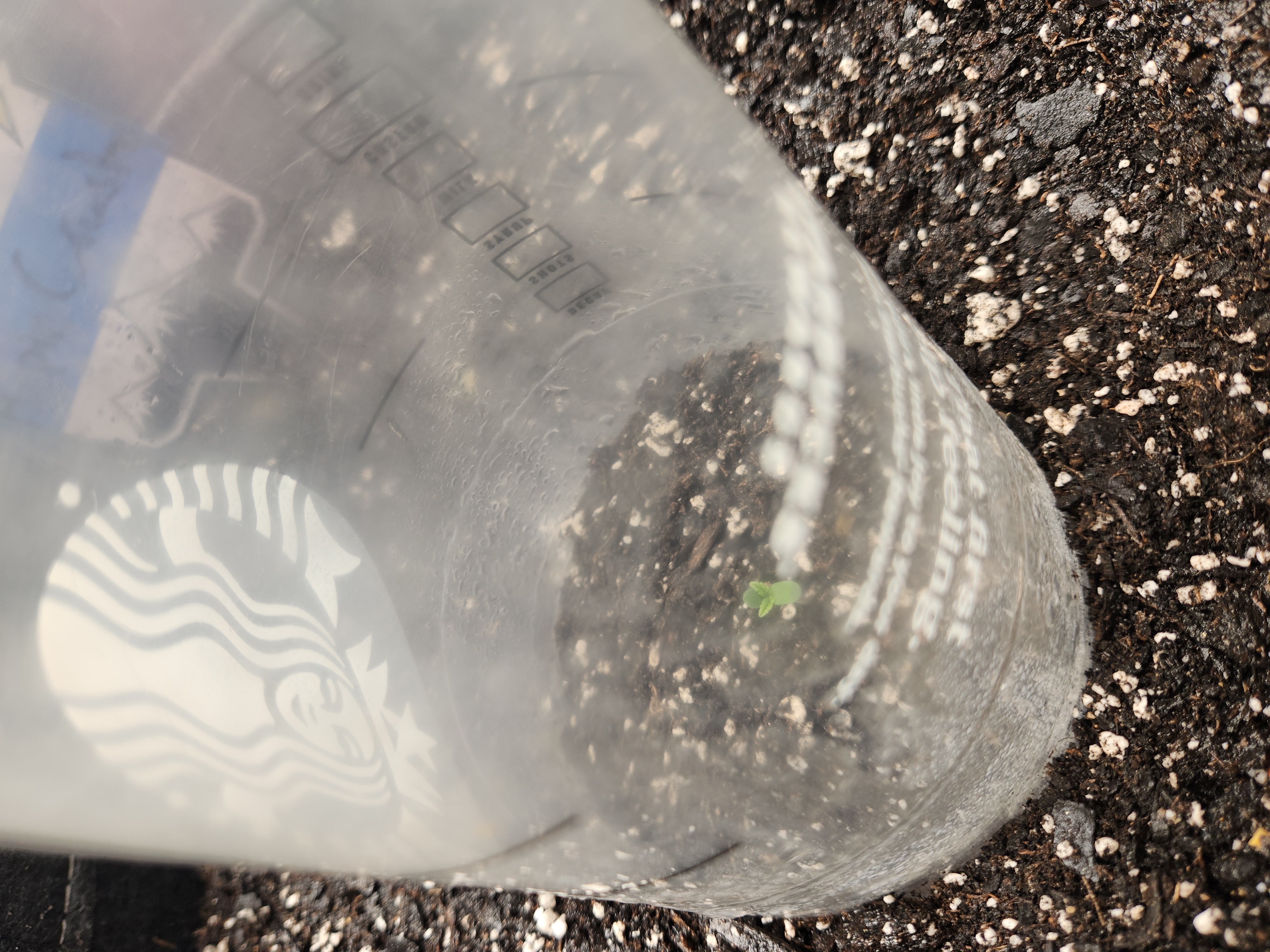 Mephisto Apple Crush and Pop tart OG in Nature's Living Soil.  — seedling_rooting, day 1