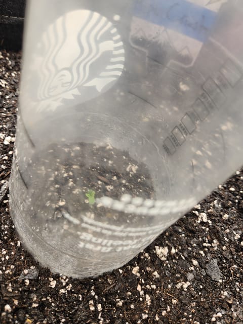 Mephisto Apple Crush and Pop tart OG in Nature's Living Soil. — seedling_rooting, day 1