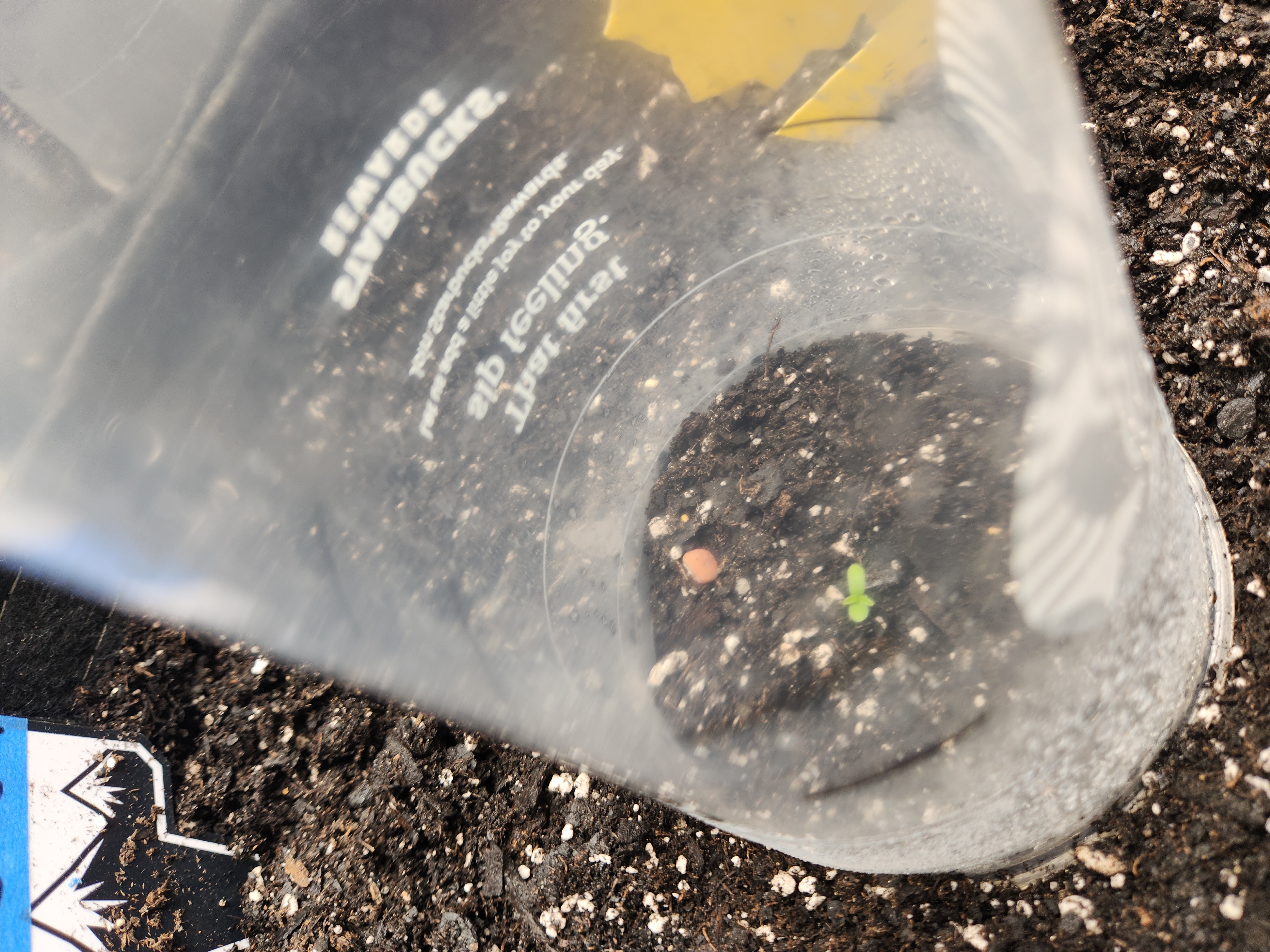 Mephisto Apple Crush and Pop tart OG in Nature's Living Soil.  — seedling_rooting, day 1
