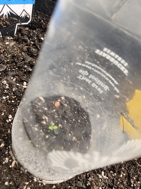 Mephisto Apple Crush and Pop tart OG in Nature's Living Soil. — seedling_rooting, day 1