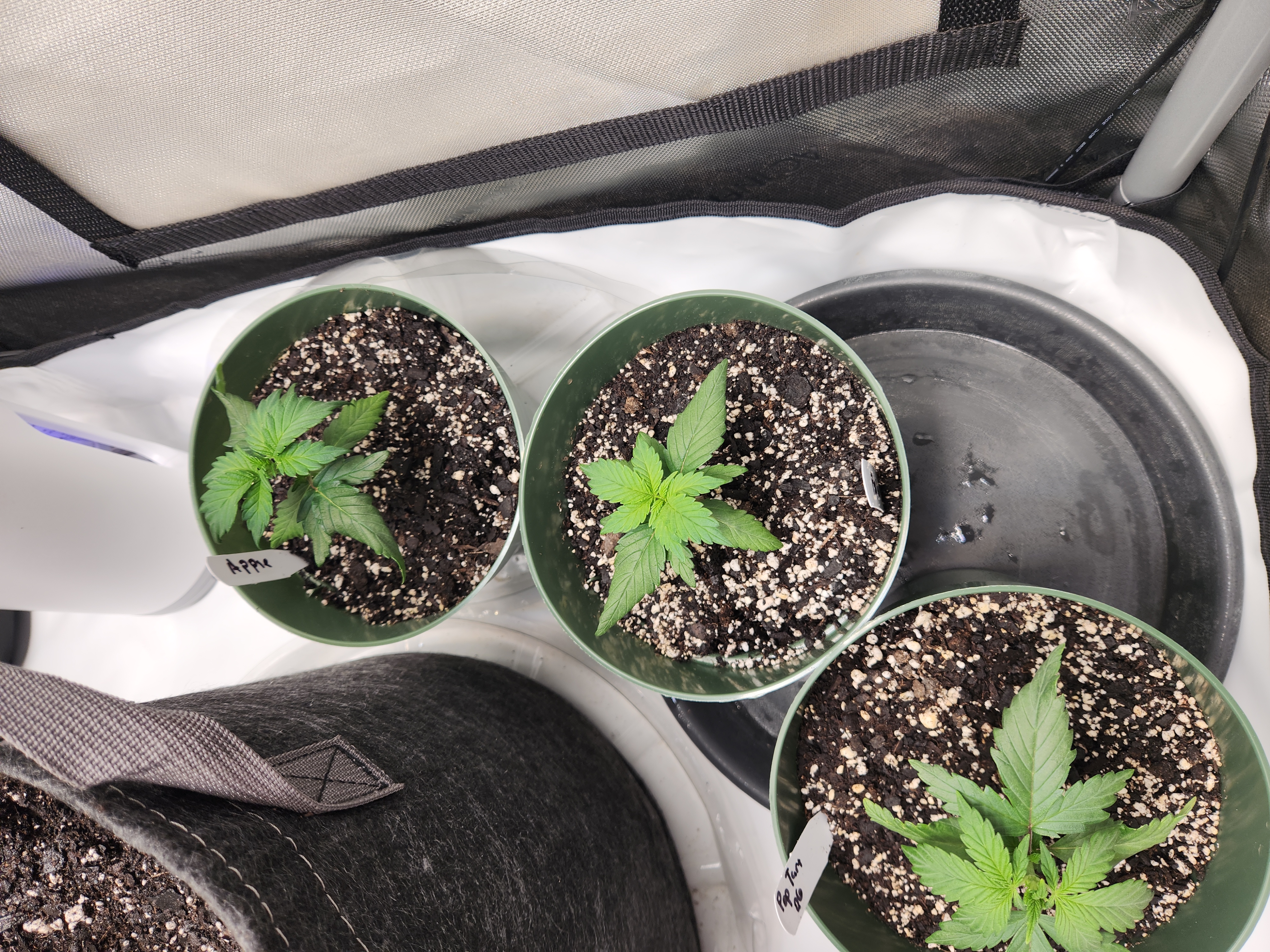 Mephisto Schoolyard Crush Grow-Pop tart OG and Apple Crush — vegetative, day 29