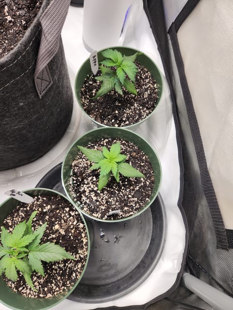 Mephisto Schoolyard Crush Grow-Pop tart OG and Apple Crush — vegetative, day 29