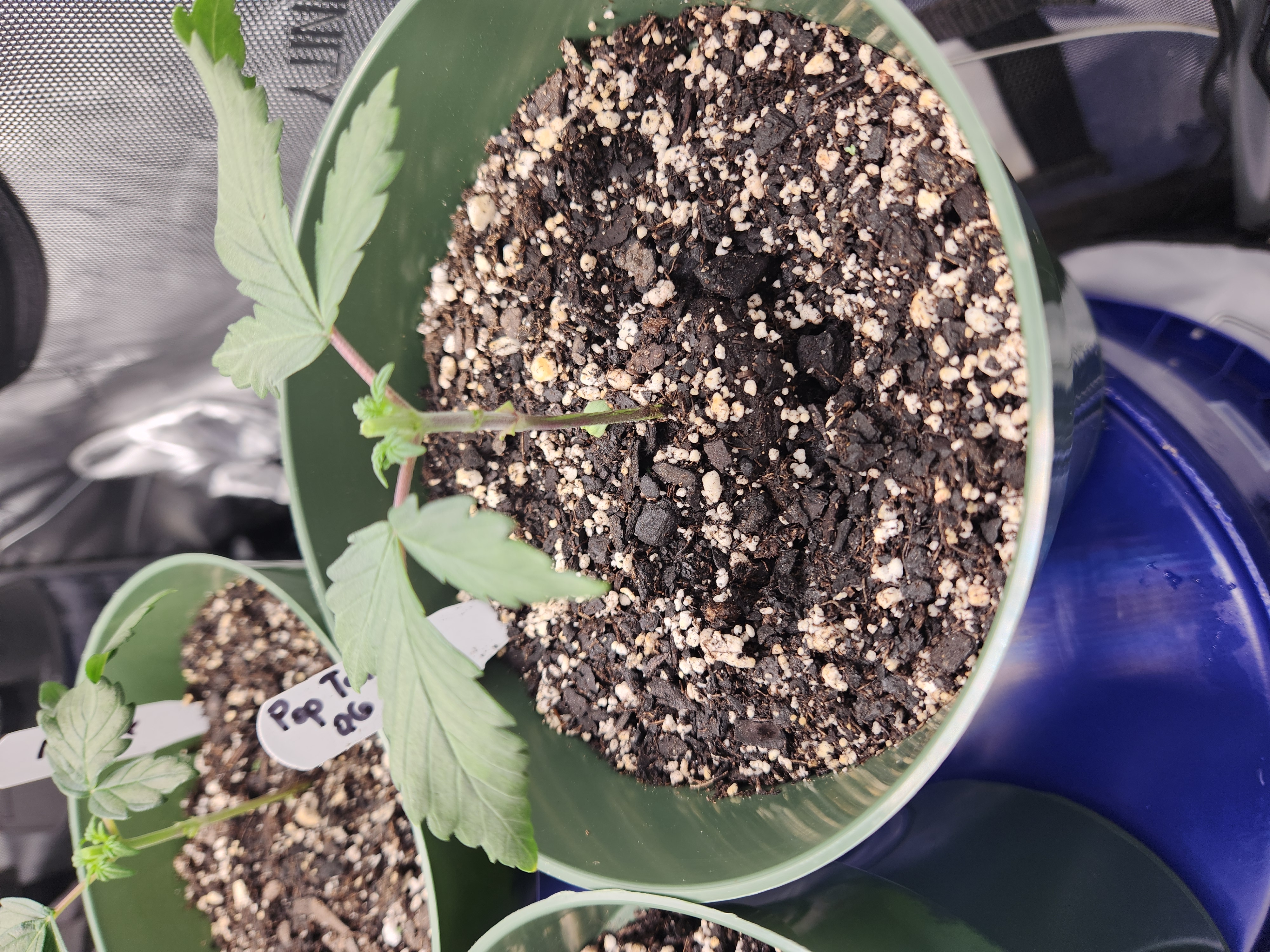 Mephisto Schoolyard Crush Grow-Pop tart OG and Apple Crush — vegetative, day 31