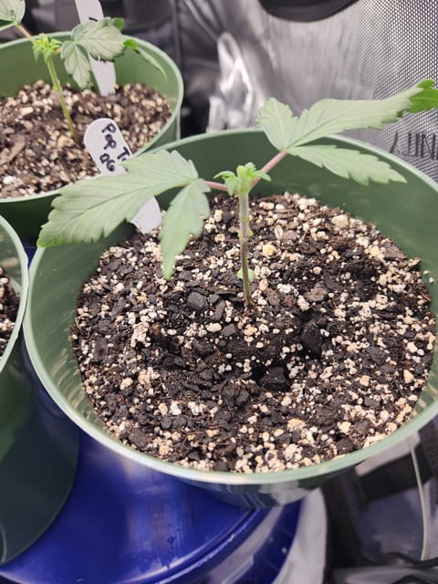 Mephisto Schoolyard Crush Grow-Pop tart OG and Apple Crush — vegetative, day 31