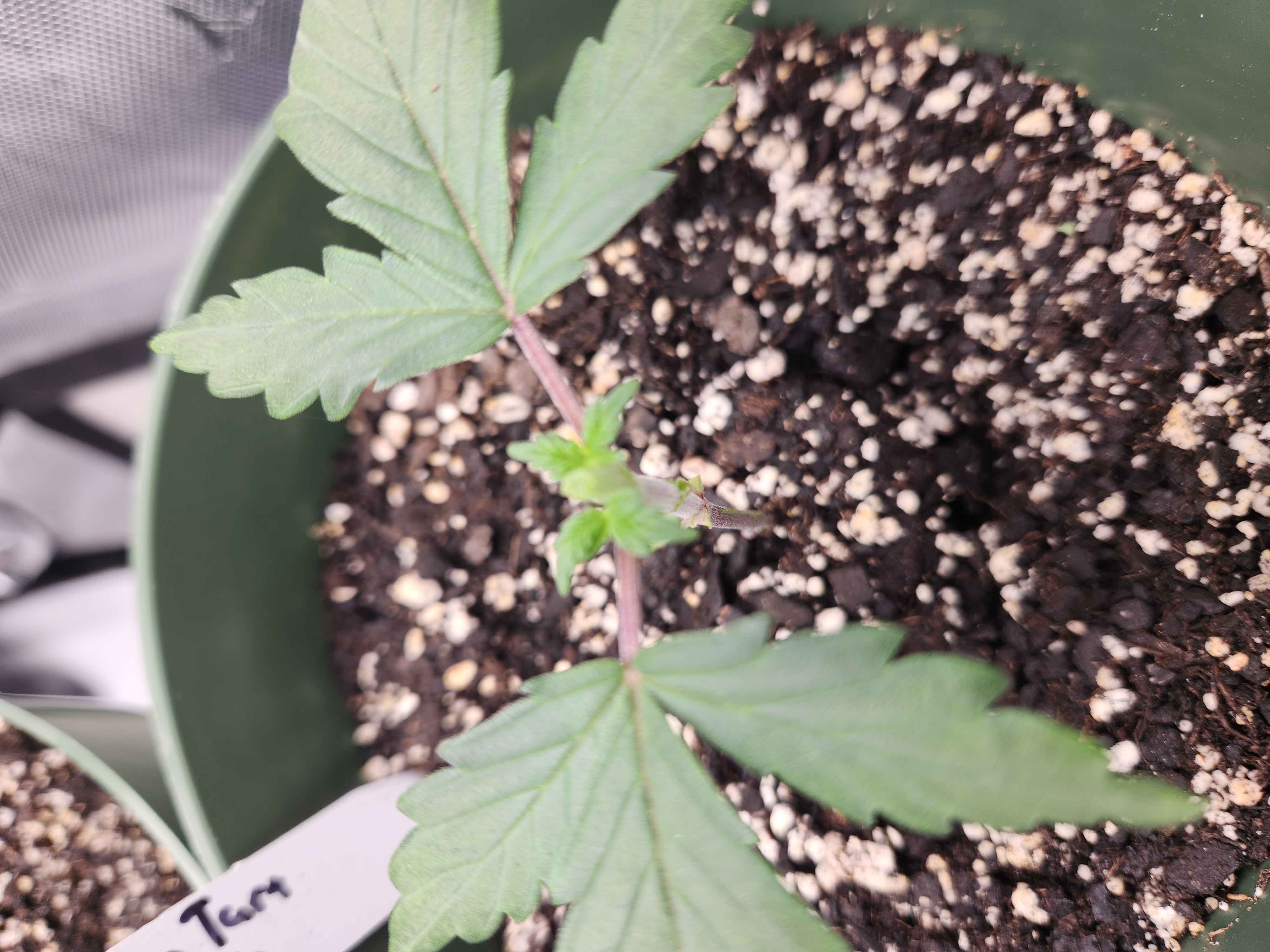 Mephisto Schoolyard Crush Grow-Pop tart OG and Apple Crush — vegetative, day 31