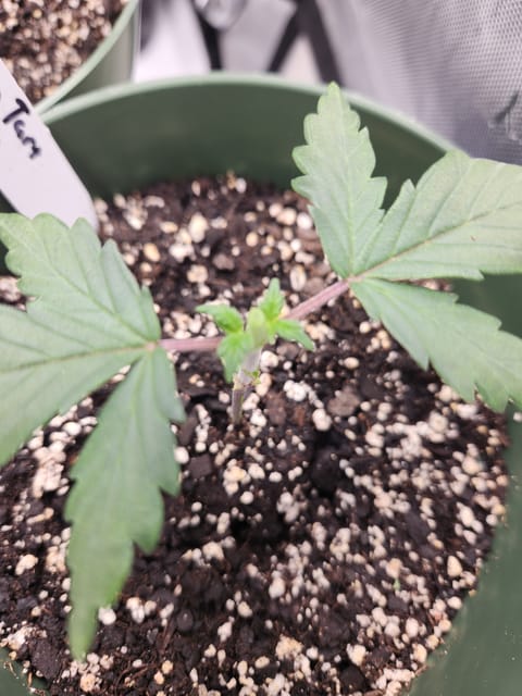 Mephisto Schoolyard Crush Grow-Pop tart OG and Apple Crush — vegetative, day 31