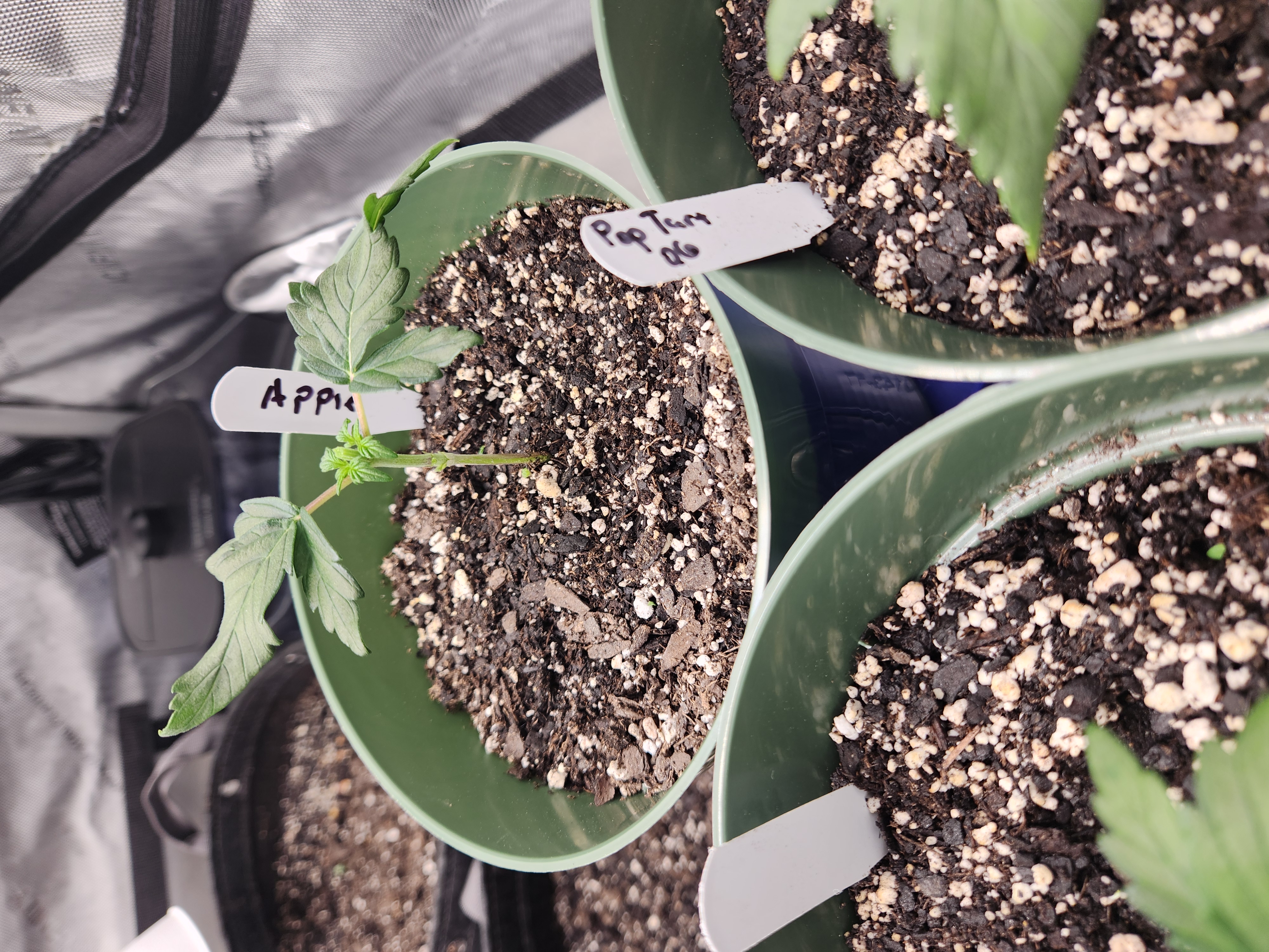 Mephisto Schoolyard Crush Grow-Pop tart OG and Apple Crush — vegetative, day 31