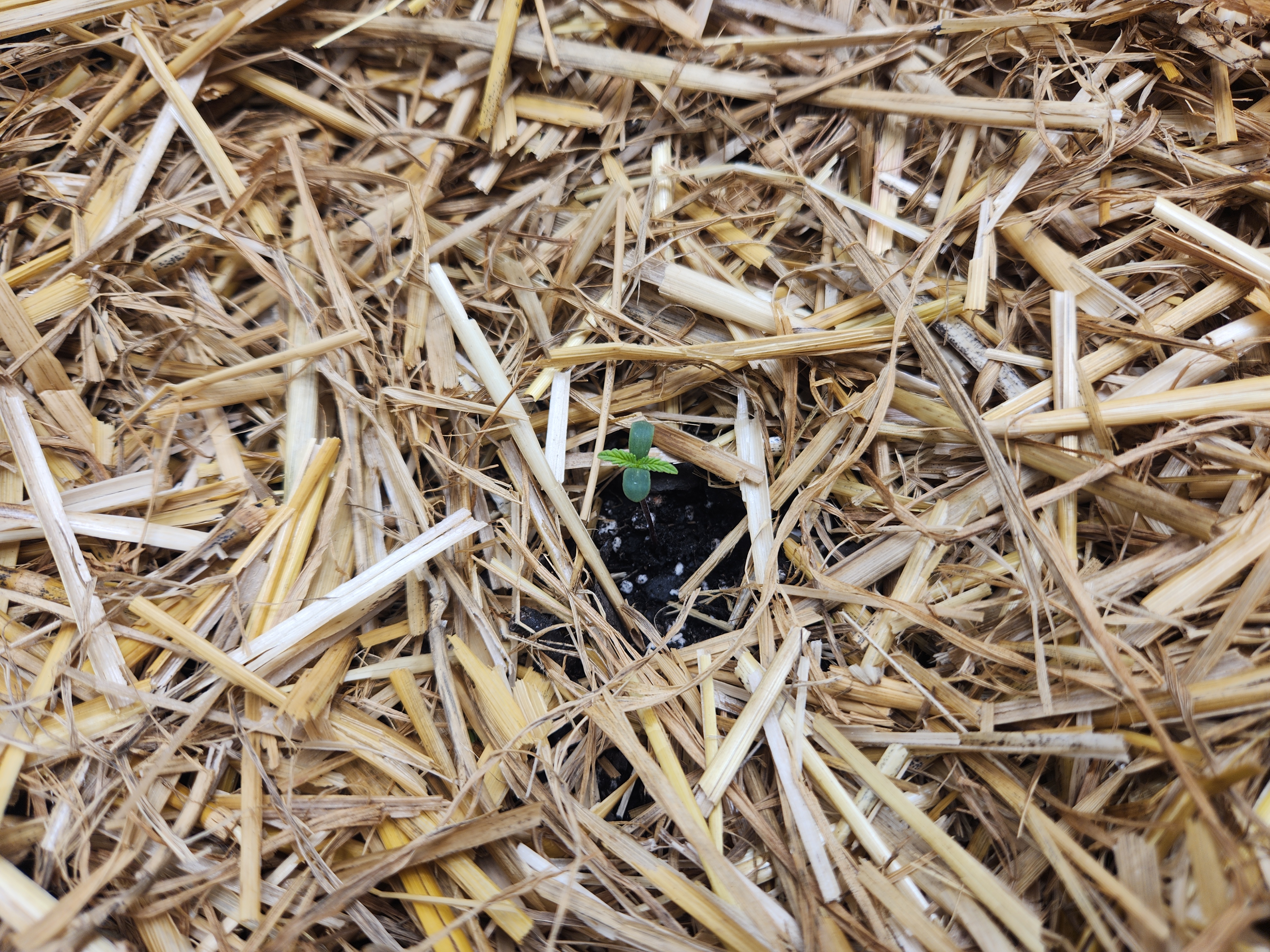 Mephisto Apple Crush and Pop tart OG in Nature's Living Soil.  — seedling_rooting, day 4
