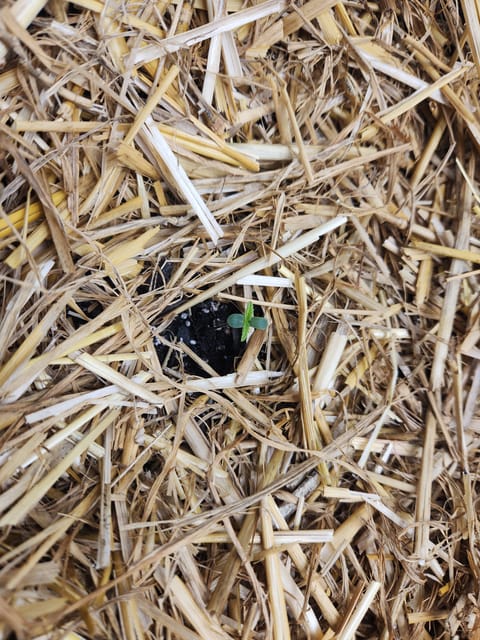 Mephisto Apple Crush and Pop tart OG in Nature's Living Soil. — seedling_rooting, day 4