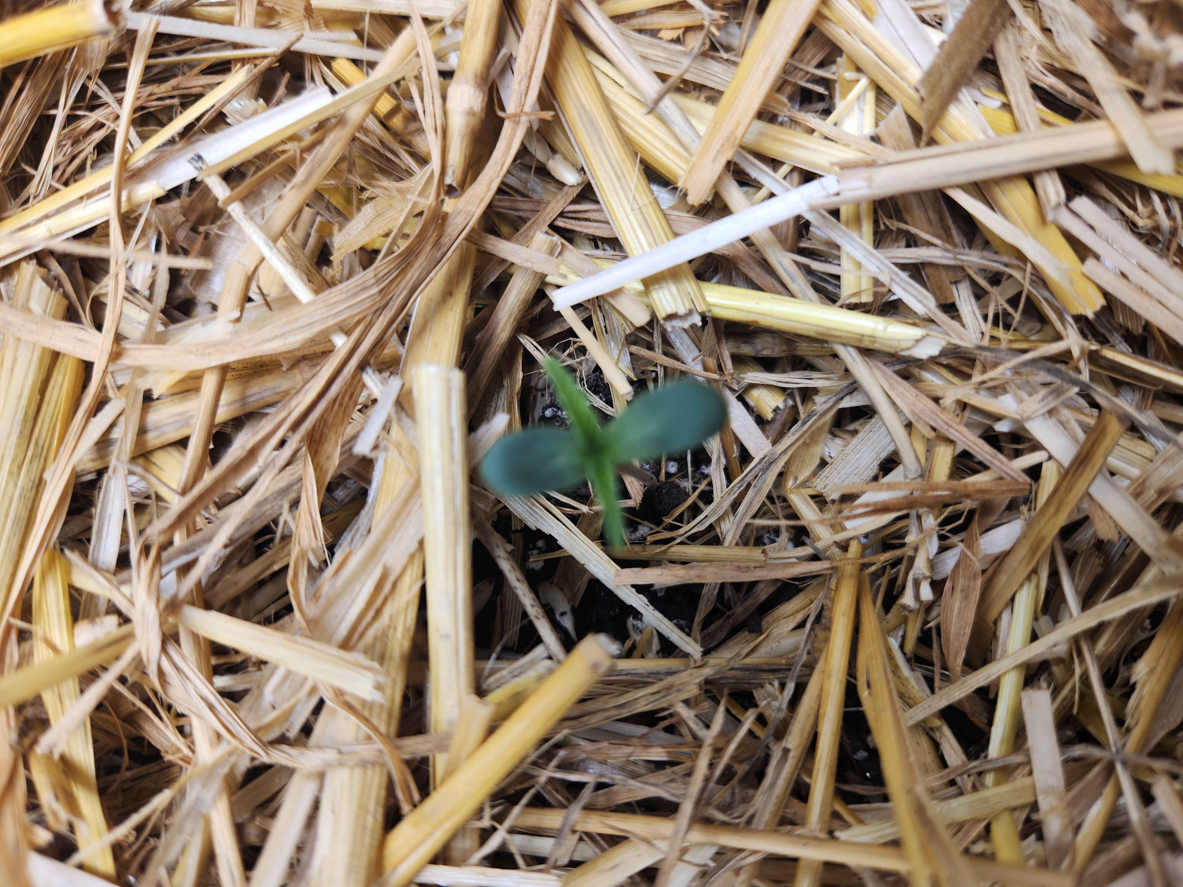 Mephisto Apple Crush and Pop tart OG in Nature's Living Soil.  — seedling_rooting, day 4