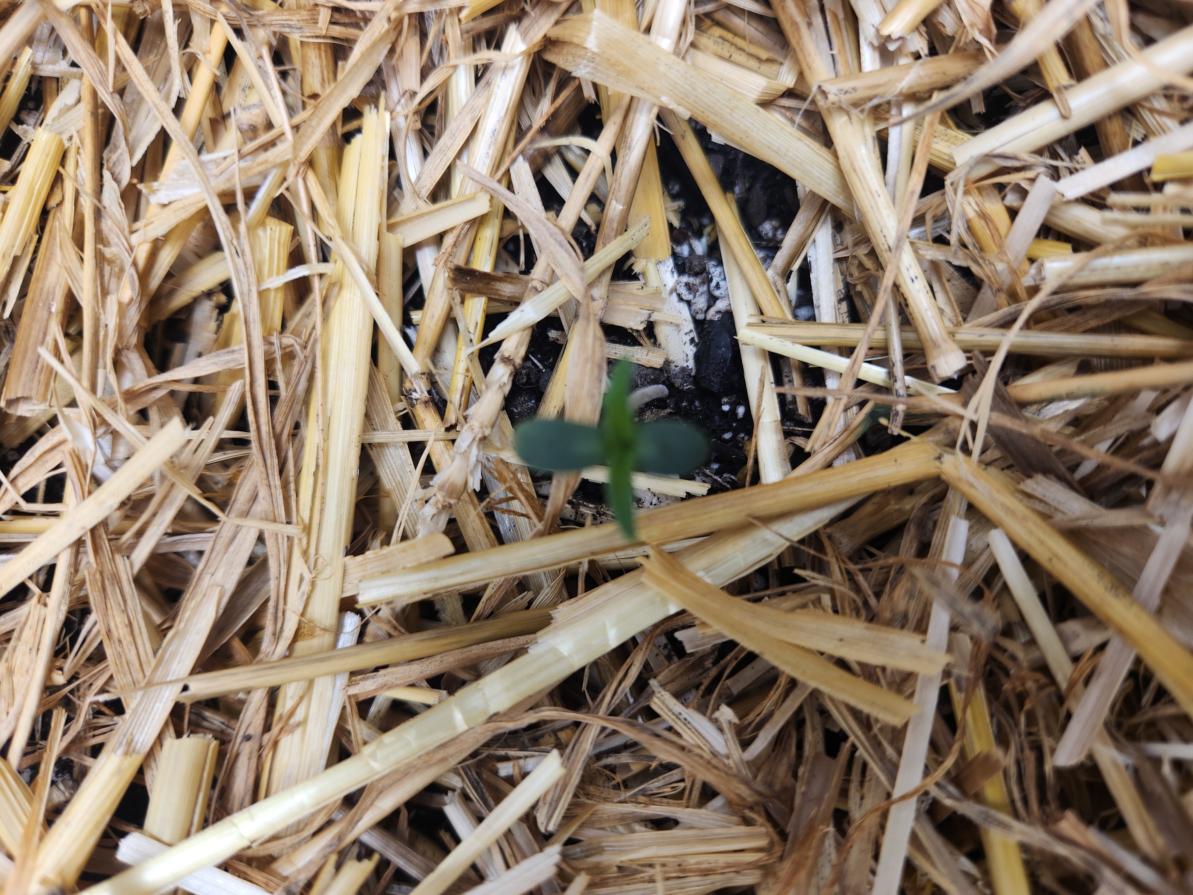 Mephisto Apple Crush and Pop tart OG in Nature's Living Soil.  — seedling_rooting, day 4