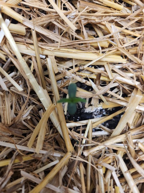 Mephisto Apple Crush and Pop tart OG in Nature's Living Soil. — seedling_rooting, day 4