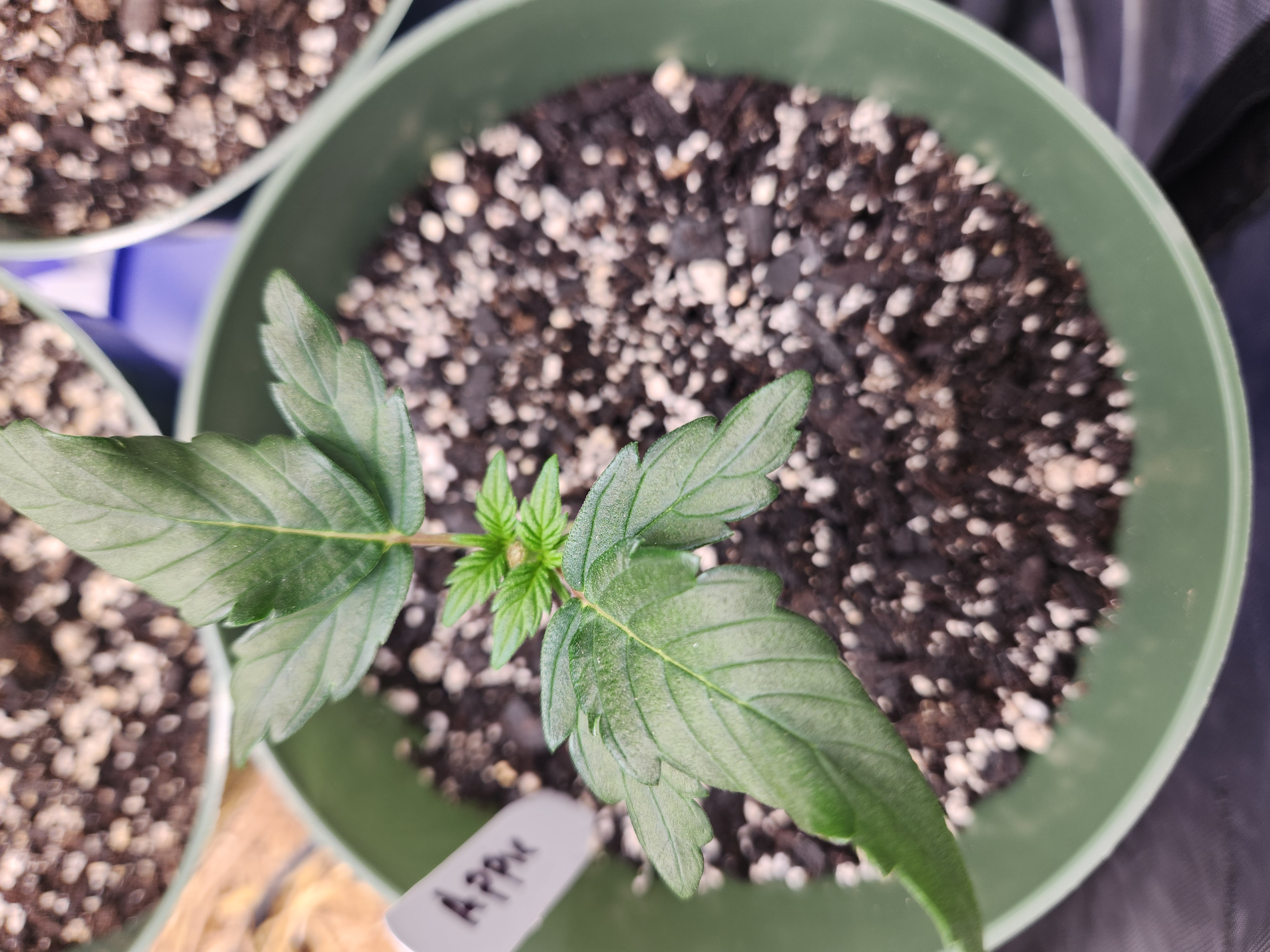 Mephisto Schoolyard Crush Grow-Pop tart OG and Apple Crush — vegetative, day 32