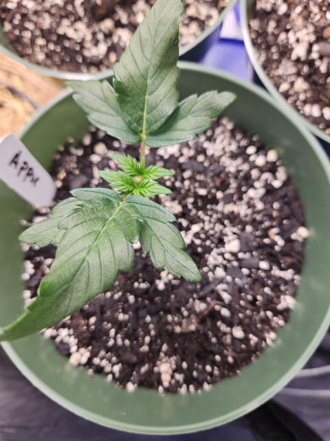 Mephisto Schoolyard Crush Grow-Pop tart OG and Apple Crush — vegetative, day 32
