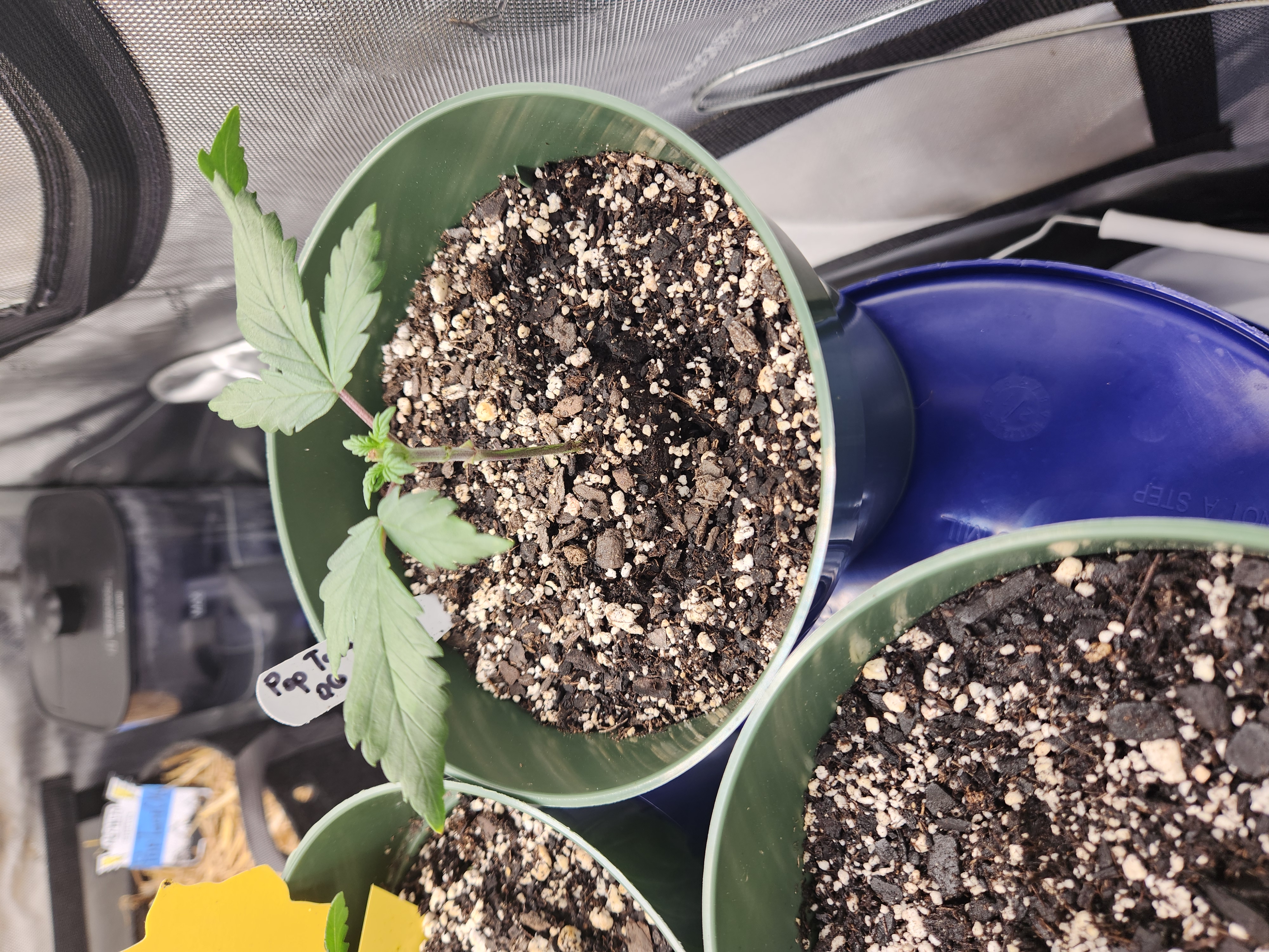 Mephisto Schoolyard Crush Grow-Pop tart OG and Apple Crush — vegetative, day 32