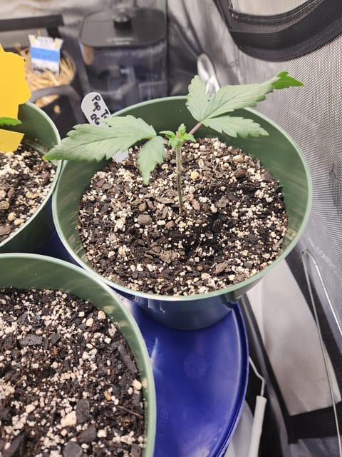 Mephisto Schoolyard Crush Grow-Pop tart OG and Apple Crush — vegetative, day 32