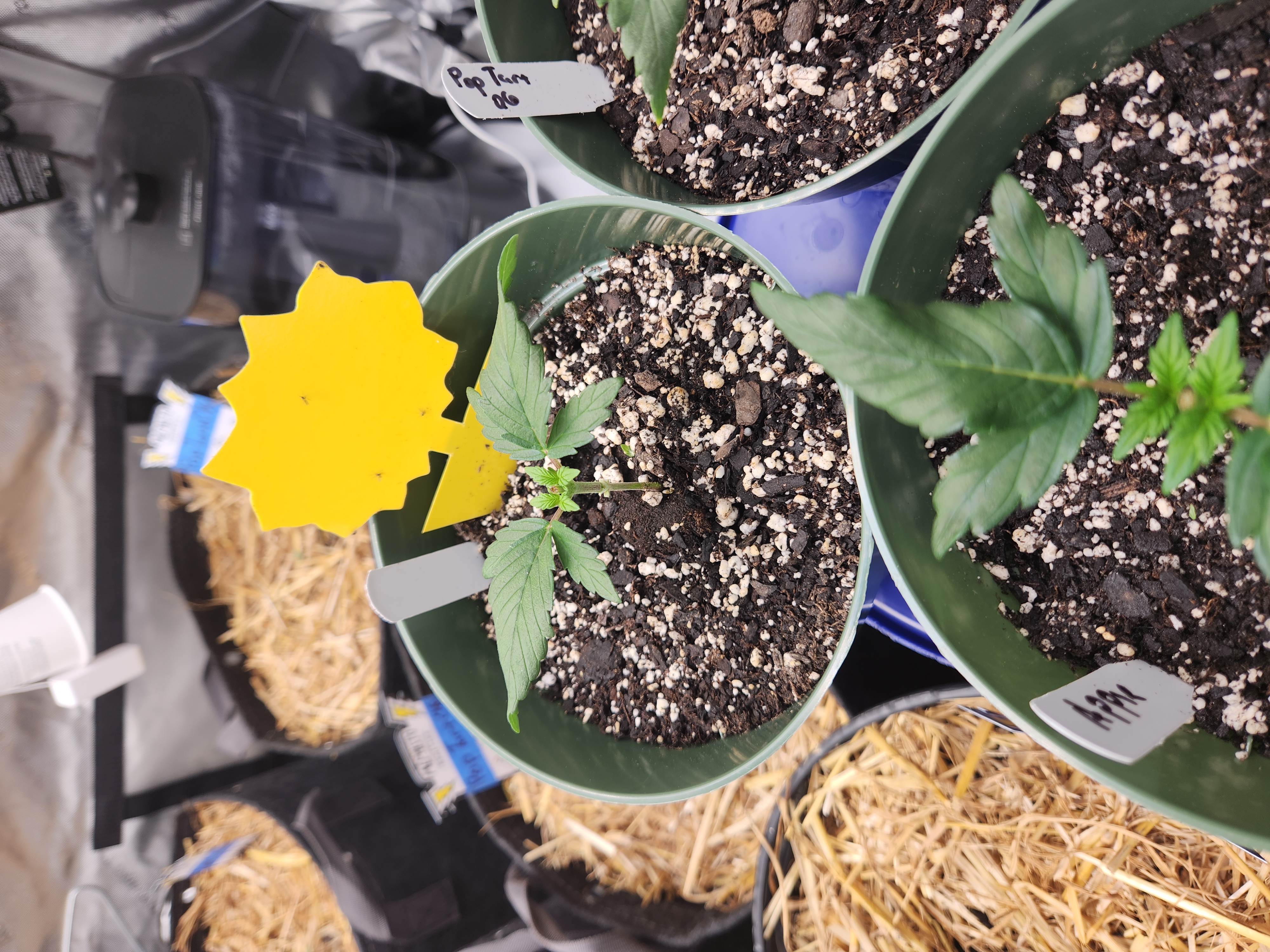 Mephisto Schoolyard Crush Grow-Pop tart OG and Apple Crush — vegetative, day 32