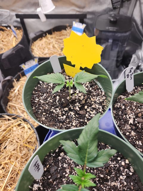 Mephisto Schoolyard Crush Grow-Pop tart OG and Apple Crush — vegetative, day 32