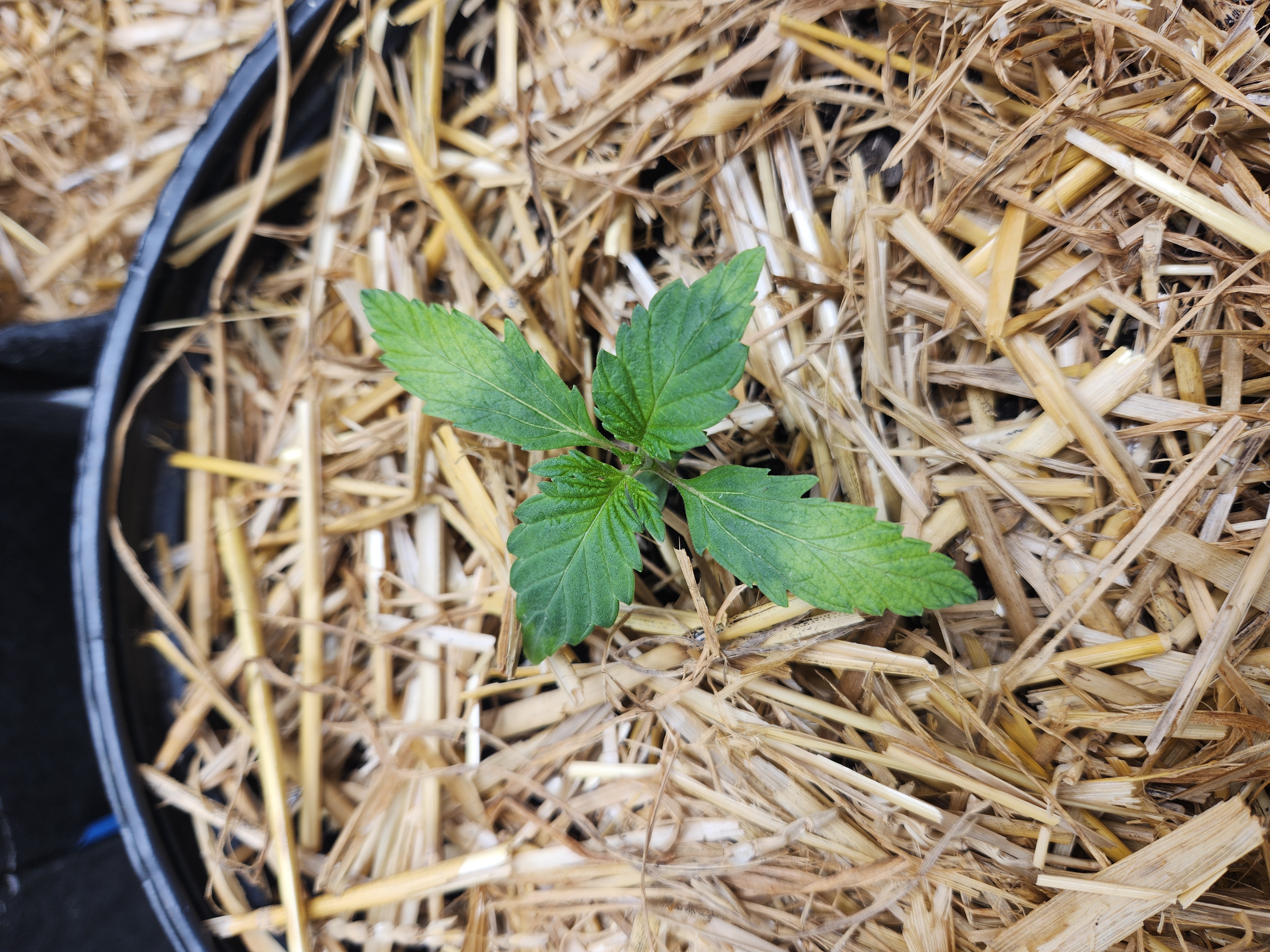 Mephisto Apple Crush in Nature's Living Soil  — seedling_rooting, day 17