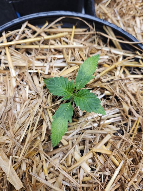 Mephisto Apple Crush in Nature's Living Soil — seedling_rooting, day 17