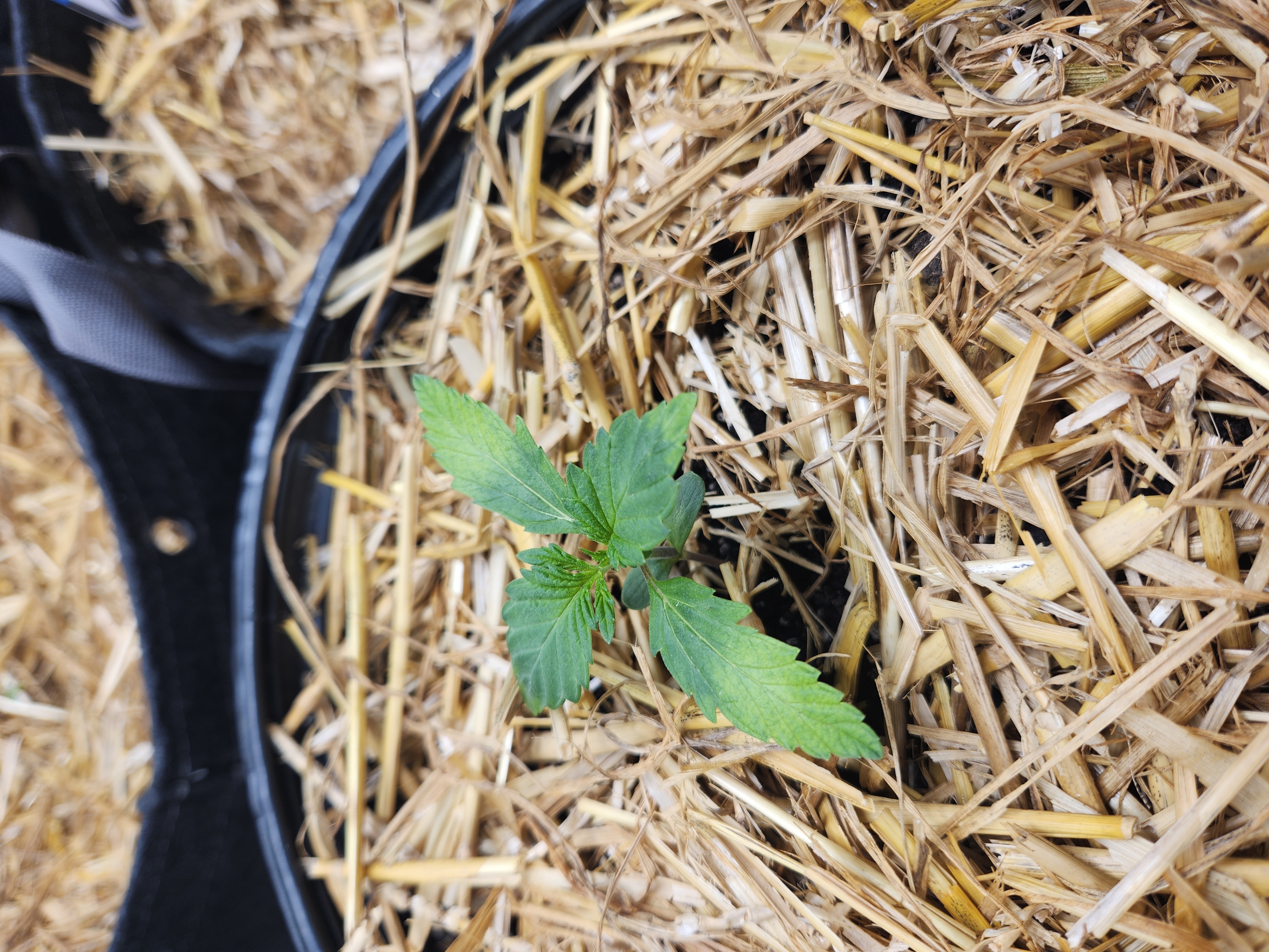 Mephisto Apple Crush in Nature's Living Soil  — seedling_rooting, day 17