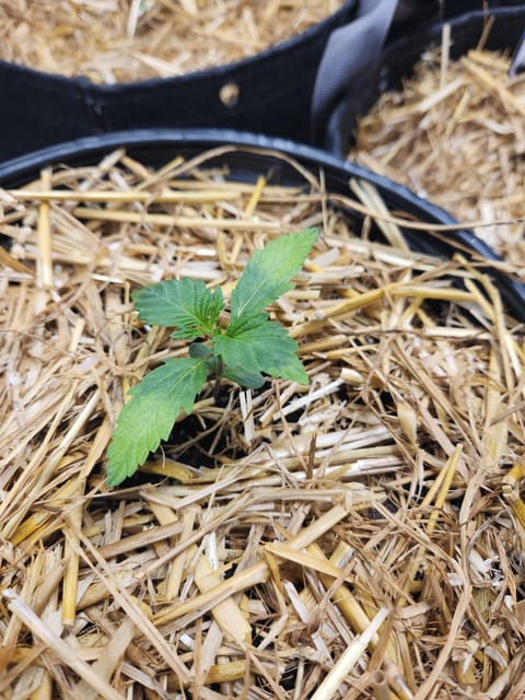 Mephisto Apple Crush in Nature's Living Soil — seedling_rooting, day 17