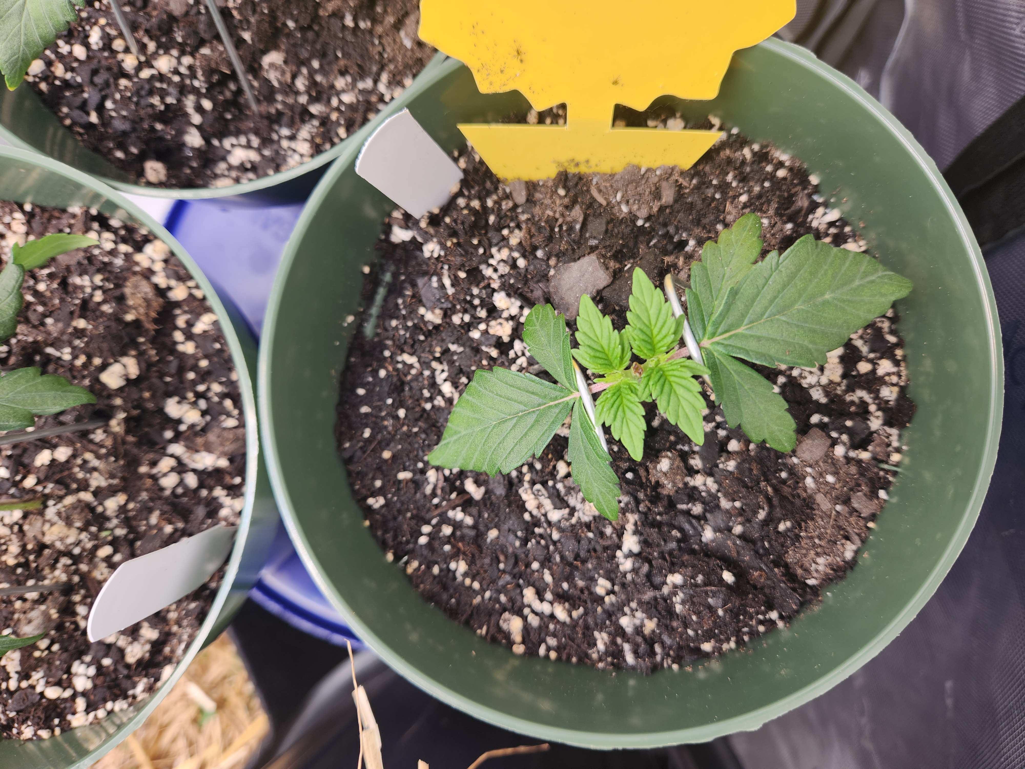 Mephisto Schoolyard Crush Grow-Pop tart OG and Apple Crush — vegetative, day 34