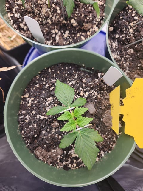 Mephisto Schoolyard Crush Grow-Pop tart OG and Apple Crush — vegetative, day 34