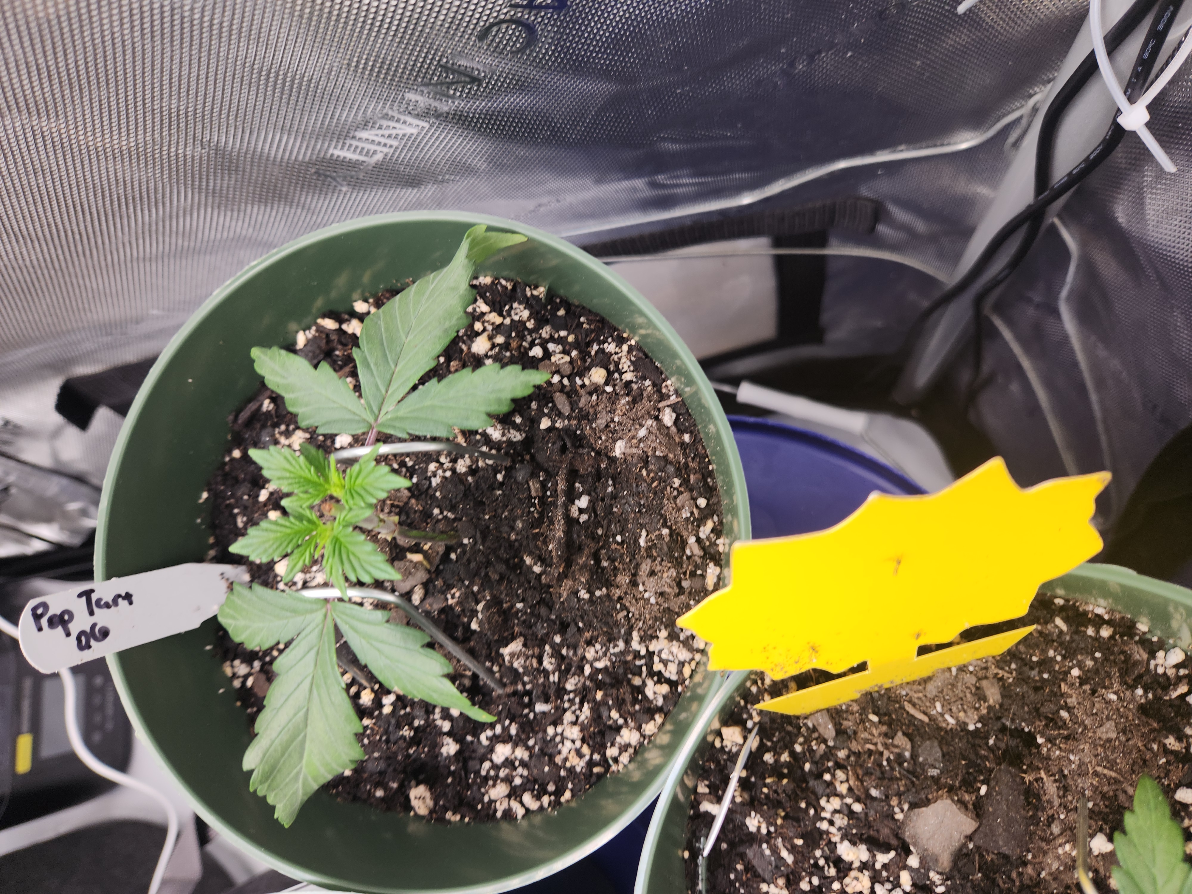 Mephisto Schoolyard Crush Grow-Pop tart OG and Apple Crush — vegetative, day 34