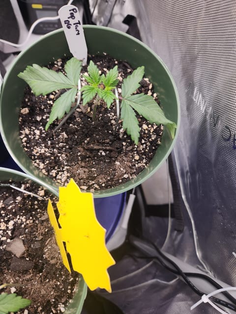 Mephisto Schoolyard Crush Grow-Pop tart OG and Apple Crush — vegetative, day 34